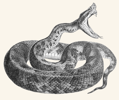 snake1a